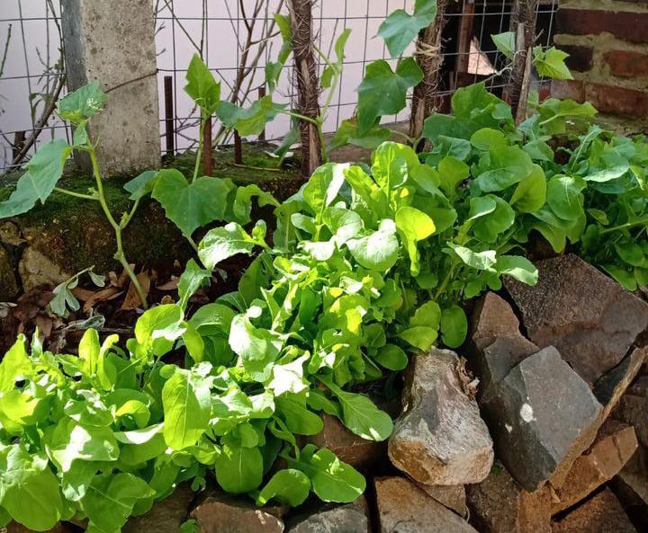 POSSO PLANTAR EM QUALQUER LOCAL?