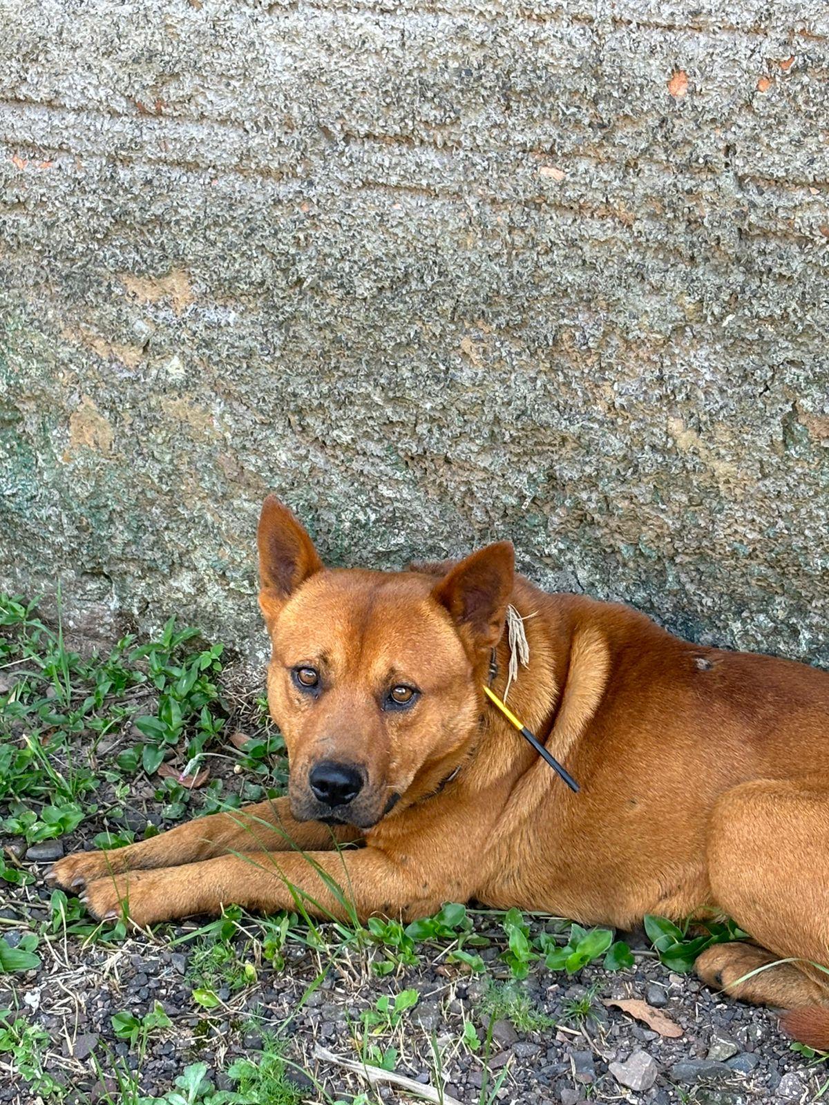 Cão atingido por dardo em Estância Velha