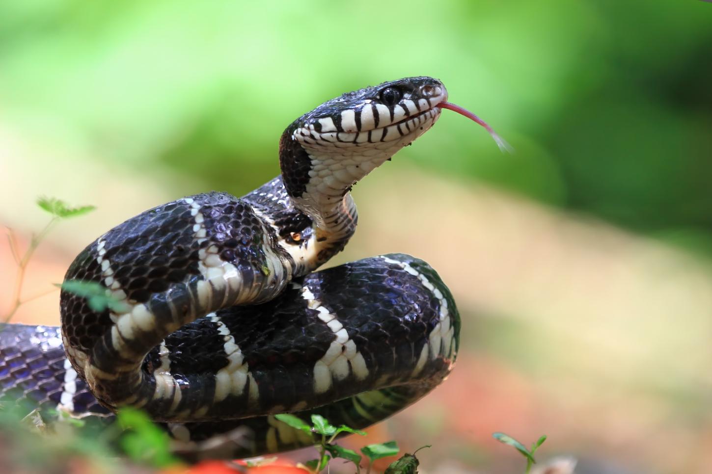 Ivoti orienta sobre cuidados com cobras no verão