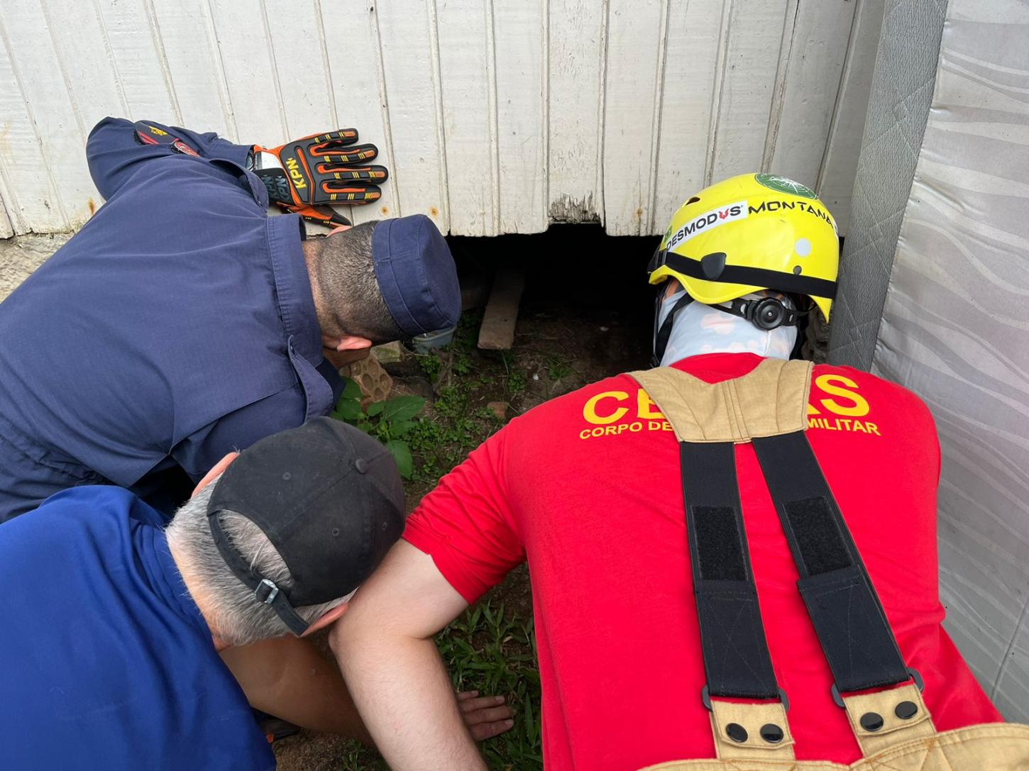 Resgate de cão abandonado em porão