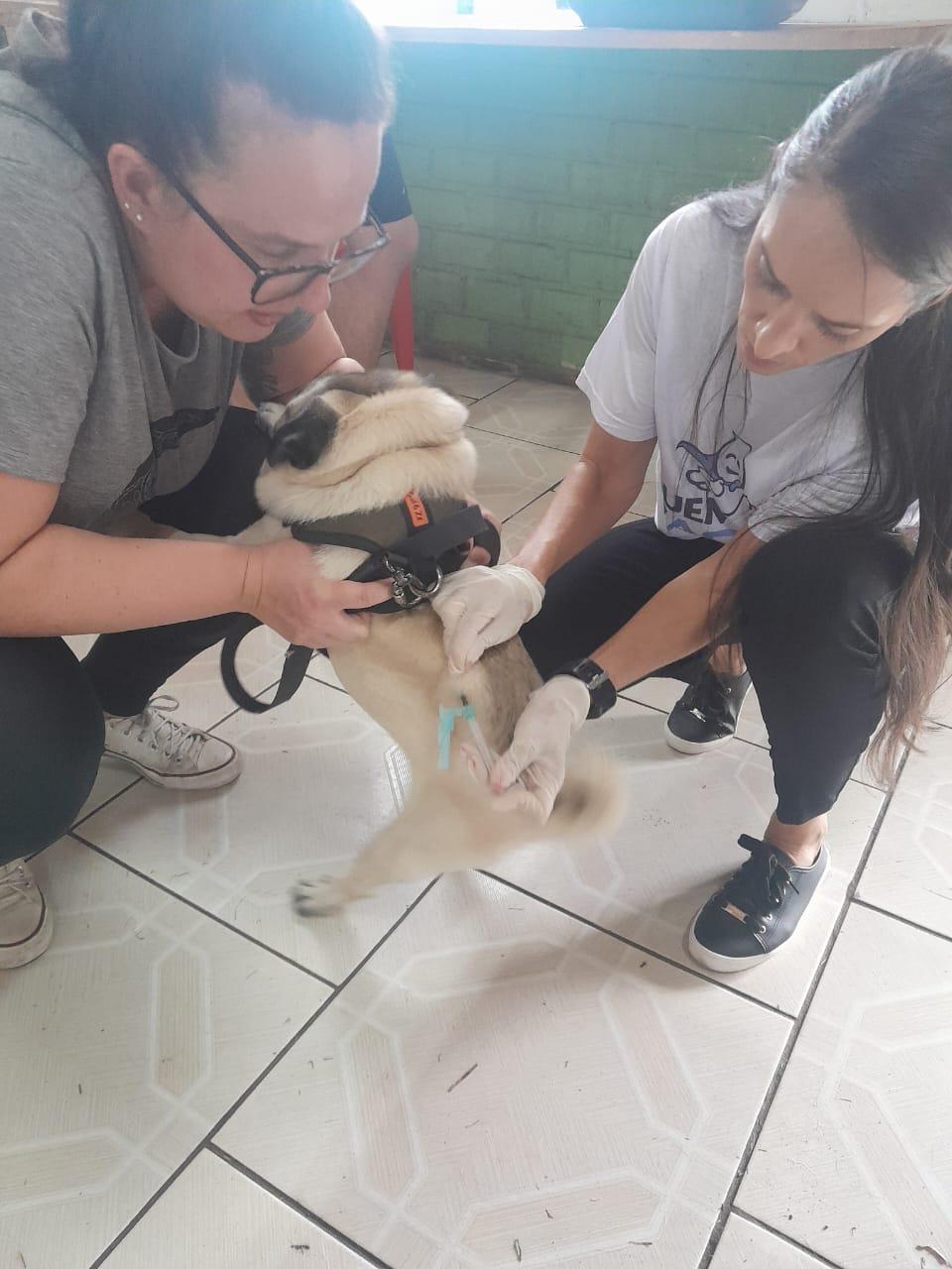 Campo Grande terá vacinação de pets