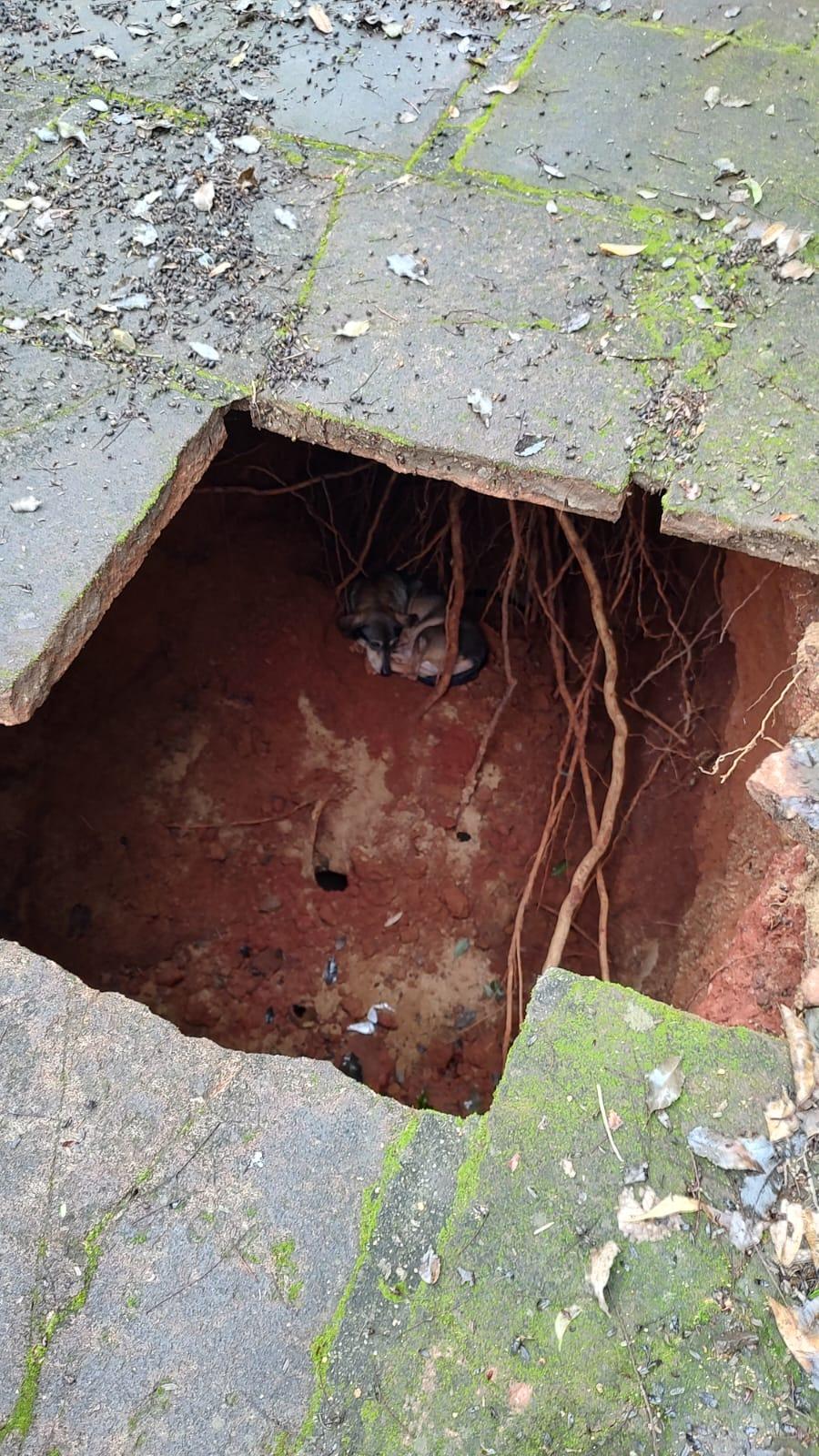 Cachorro é resgatado de buraco em via pública