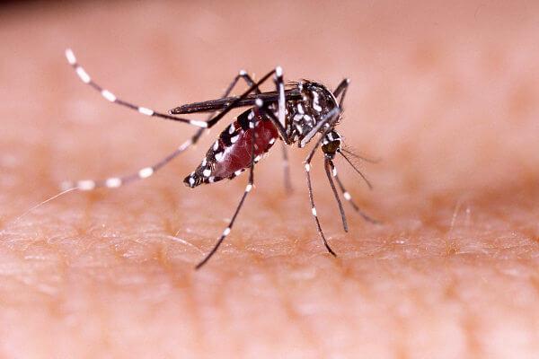 Estância Velha confirma segundo óbito por dengue este ano