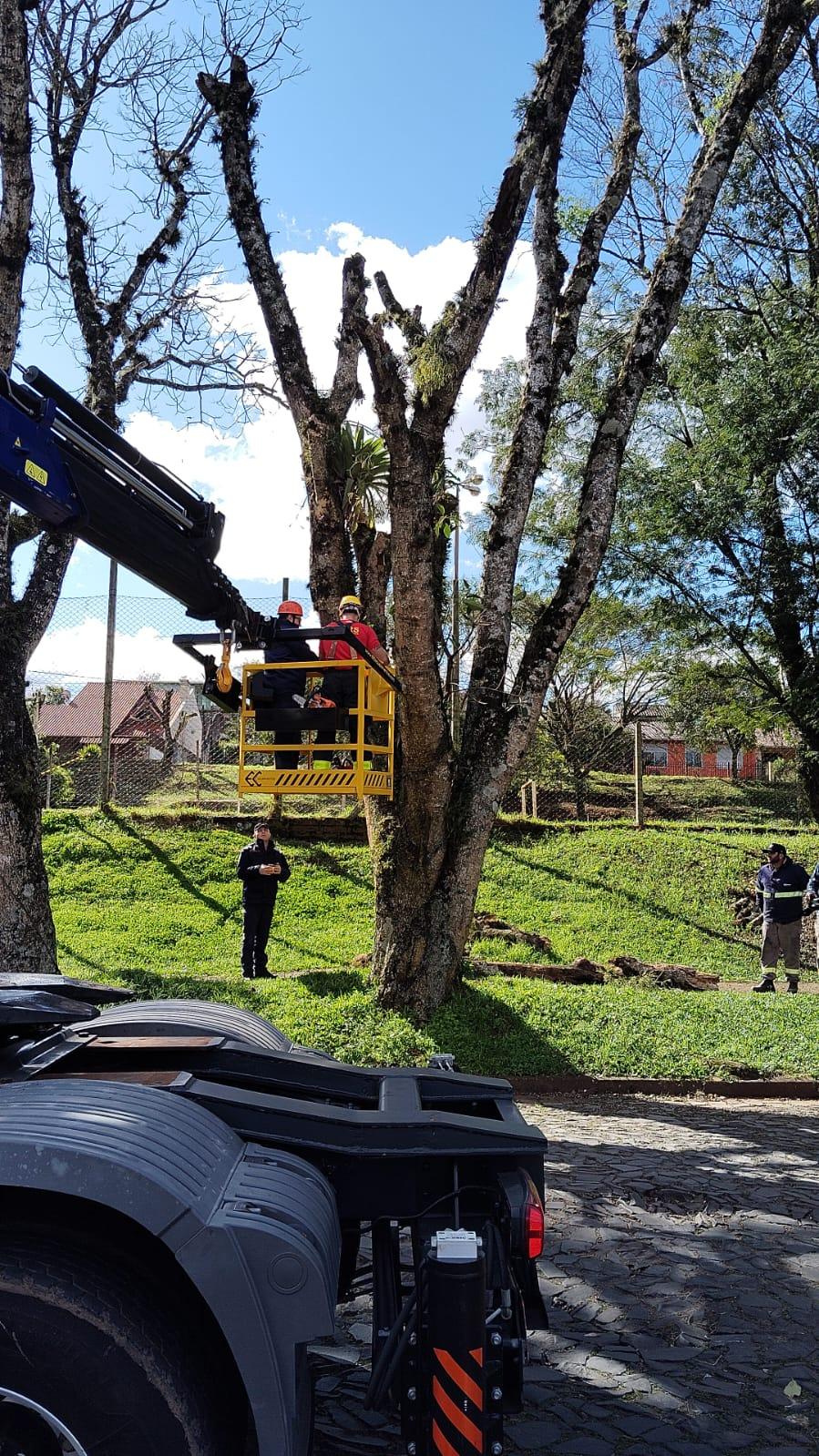 Defesa Civil e Bombeiros cortam árvore na Nova Estância
