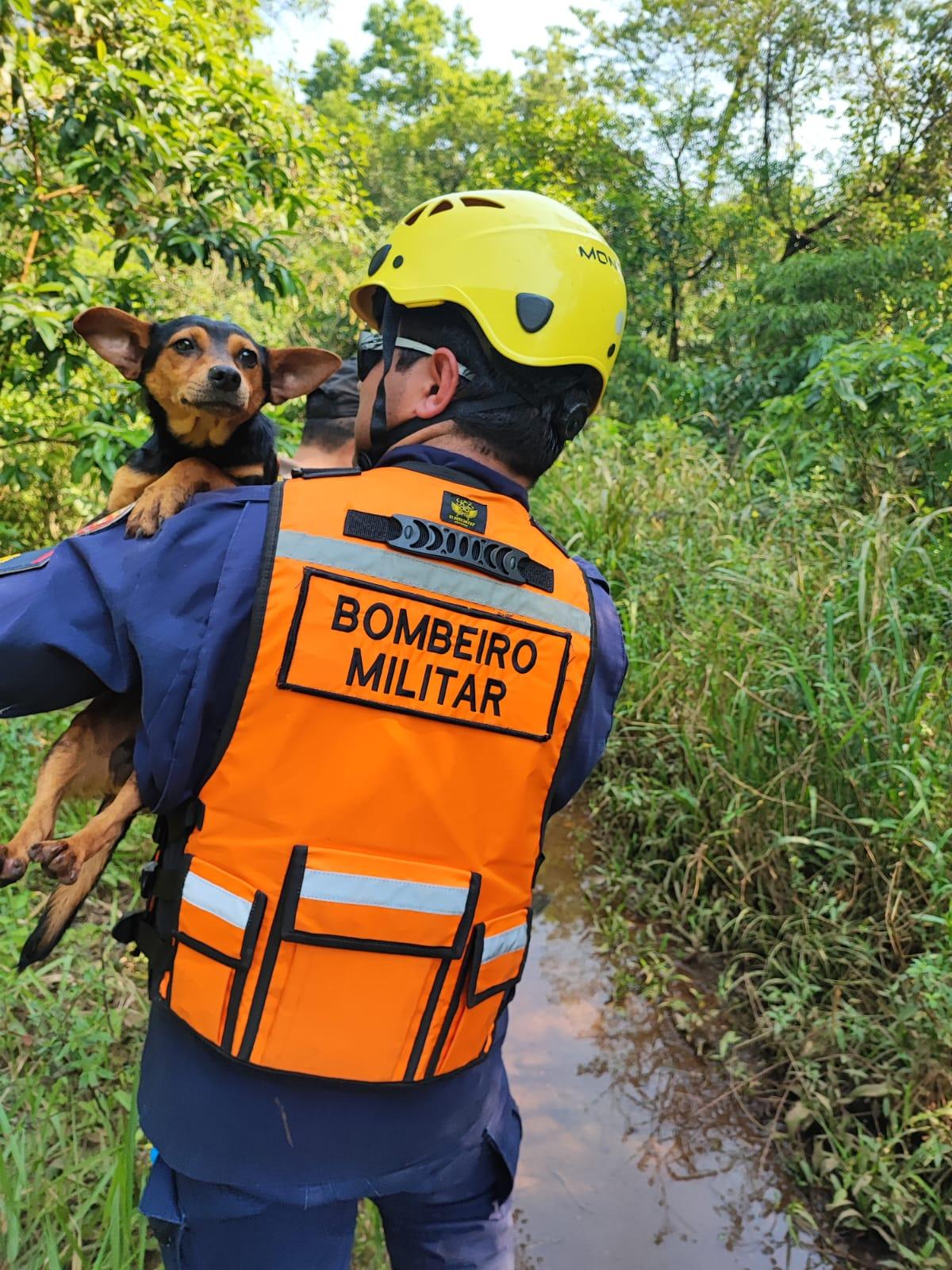 Bombeiros resgatam cão que caiu em poço
