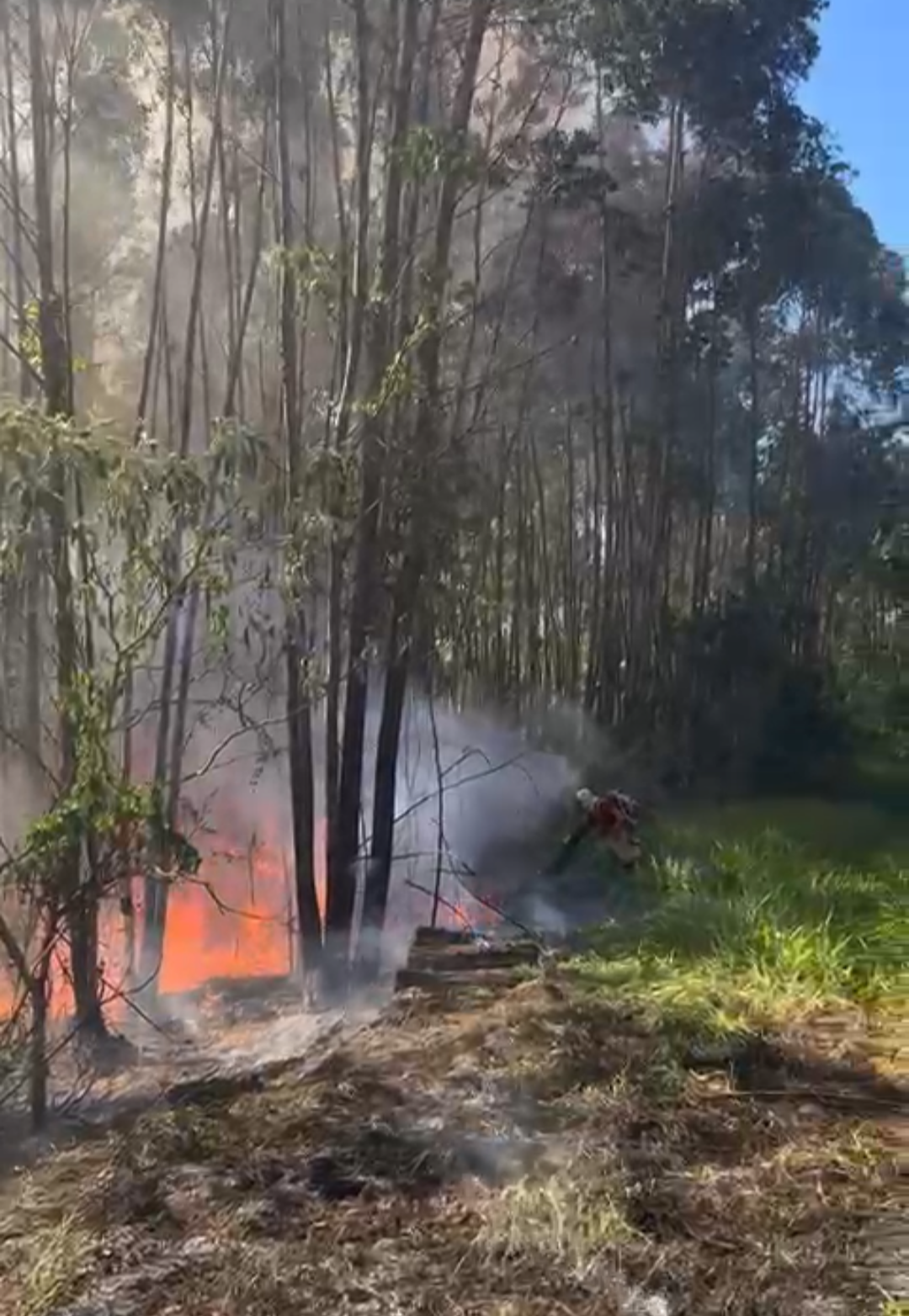 Bombeiros e Defesa Civil tentando apagar fogo em vegetação no Floresta