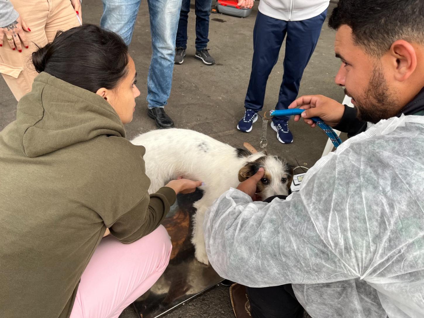Confira as próximas datas da vacinação de cães e gatos em Estância Velha