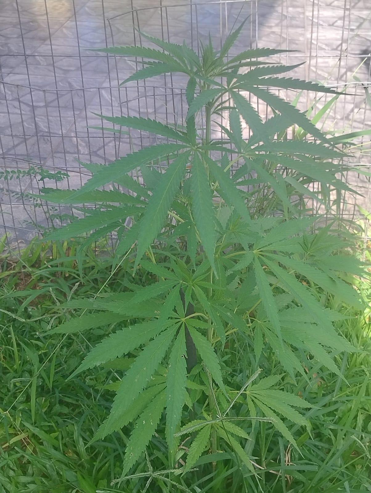 Em mais uma atuação, GCM apreende planta semelhante a maconha