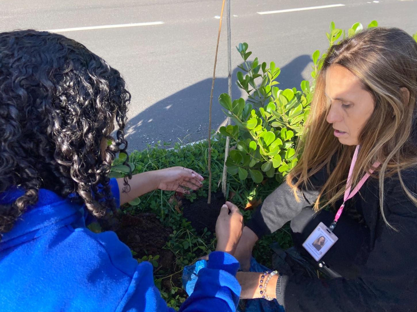 Em Estância Velha a Semana do Meio Ambiente inicia com plantio de ipês