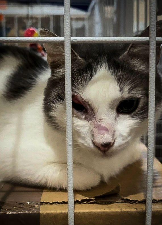 Estância Velha passa a oferecer itraconazol gratuitamente