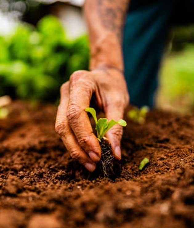 Previsões Emocionantes para 2026