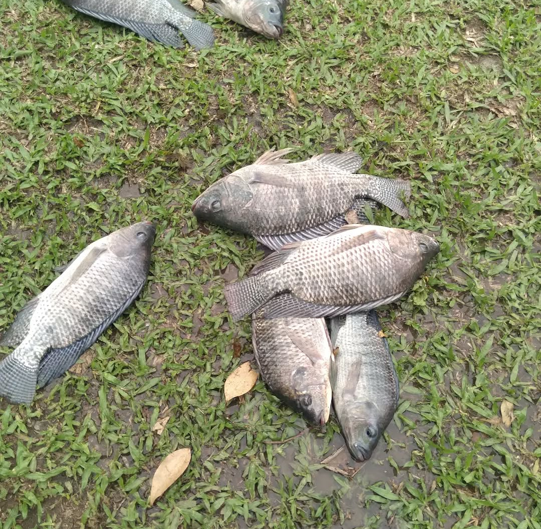 Tem Feira do Peixe na Semana Santa no Pesque-Pague Campo Grande até dia 3 de abril