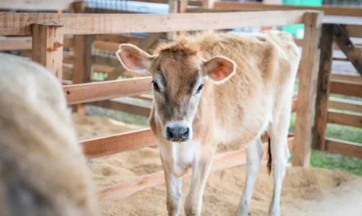 5ª Ruralfest tem programação faniliar e celebração das raízes do campo em Estância Velha