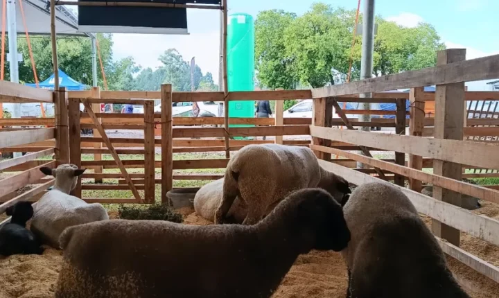 5ª Ruralfest tem programação faniliar e celebração das raízes do campo em Estância Velha