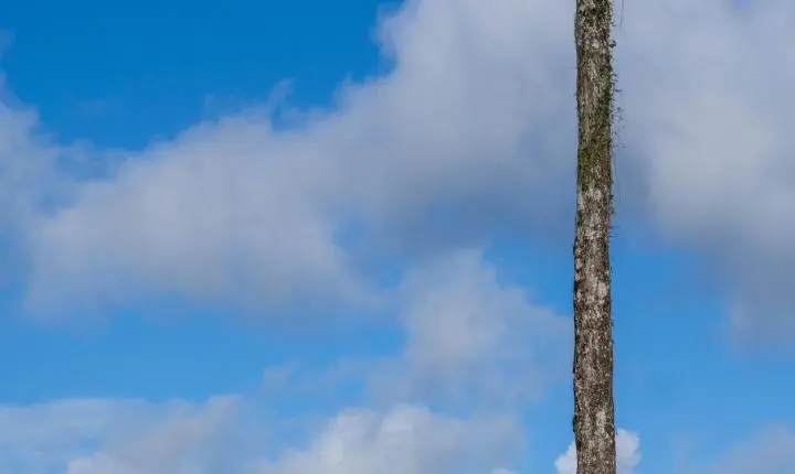 Caminhada Pegadas do Bem arrecada mais de uma tonelada de ração para a Bichinho Carente