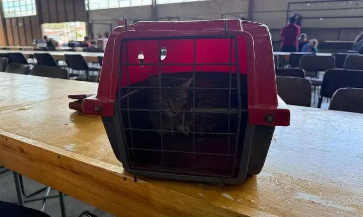 Estância Velha: mutirão de Castração atende 110 cães e gatos no Rincão dos Ilhéus