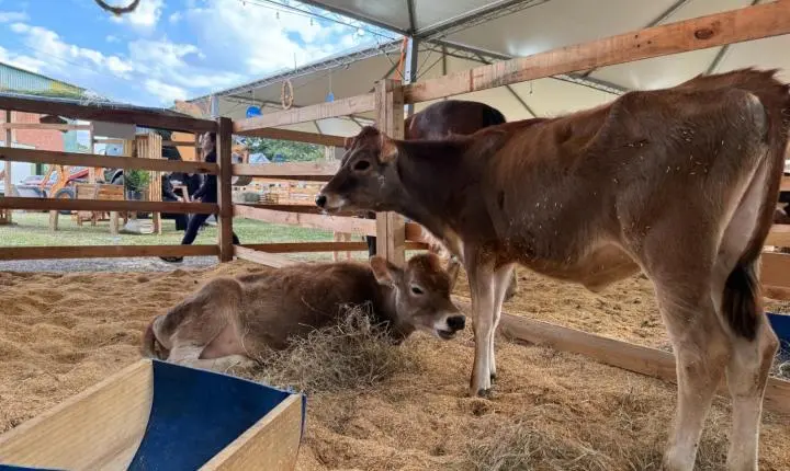 Estância Velha prepara a 5ª edição da Ruralfest de 24 e 26 de julho