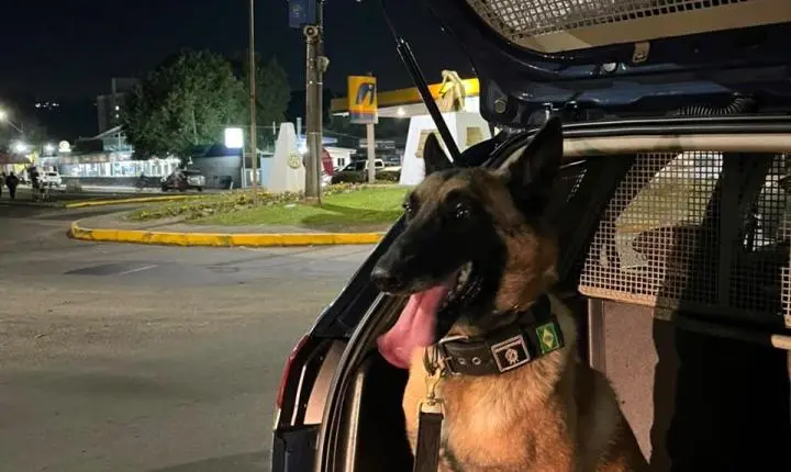 Guarda Civil Municipal intensifica emprego do cão policial Conan no combate ao tráfico de drogas
