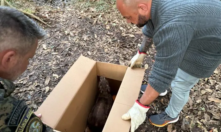 Paca é resgatada em empresa e devolvida à natureza em Estância Velha