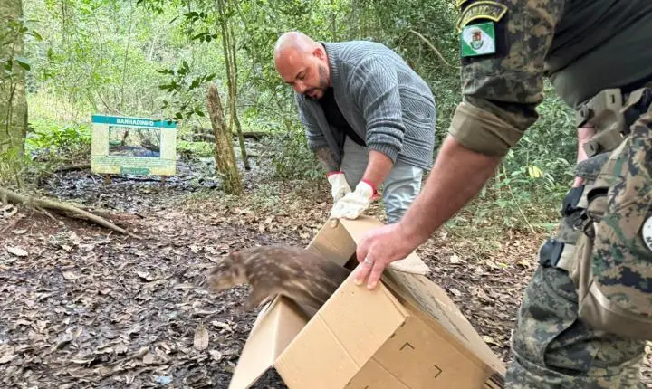 Paca é resgatada em empresa e devolvida à natureza em Estância Velha