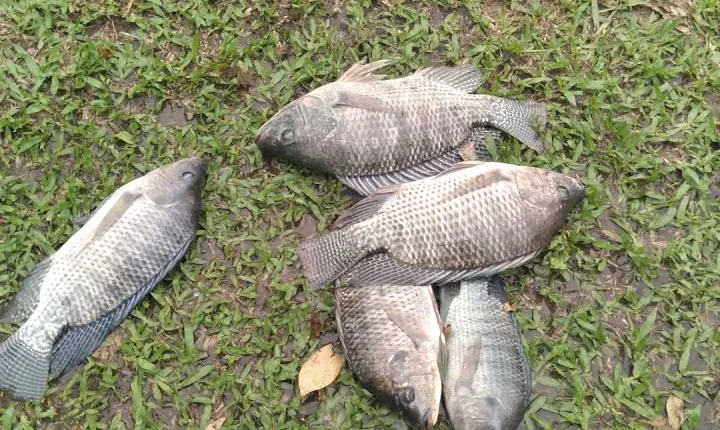 Tem Feira do Peixe na Semana Santa no Pesque-Pague Campo Grande até dia 3 de abril