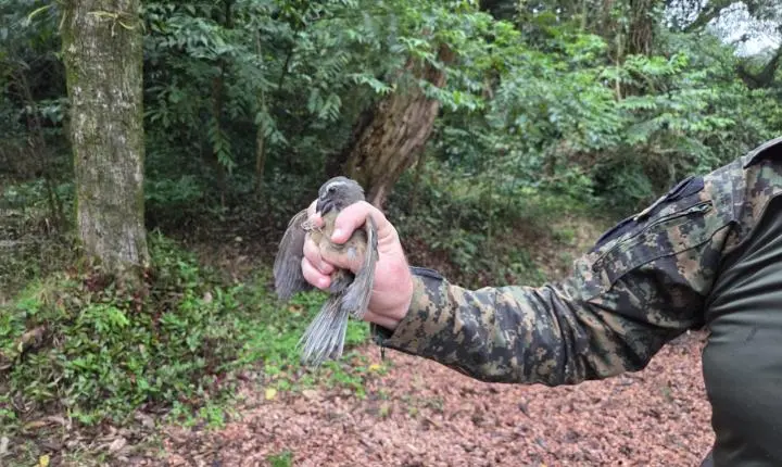 Trinca-ferro resgatado de cativeiro irregular é devolvido à natureza em Estância Velha