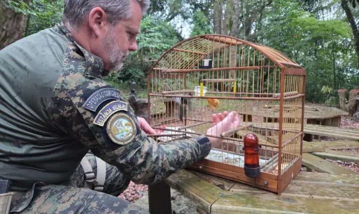 Trinca-ferro resgatado de cativeiro irregular é devolvido à natureza em Estância Velha